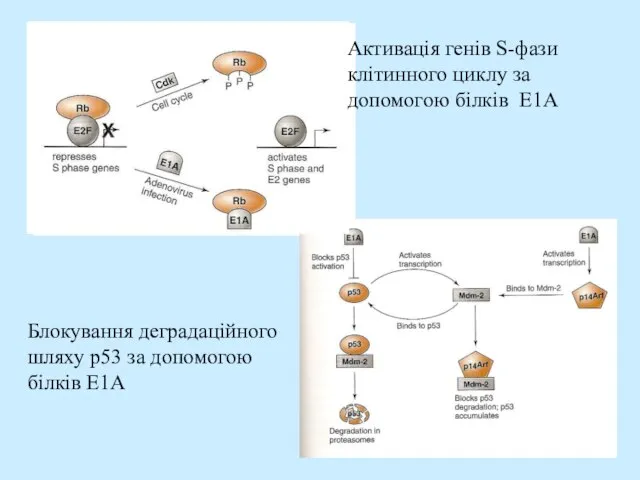 Активація генів S-фази клітинного циклу за допомогою білків E1A Блокування деградаційного шляху