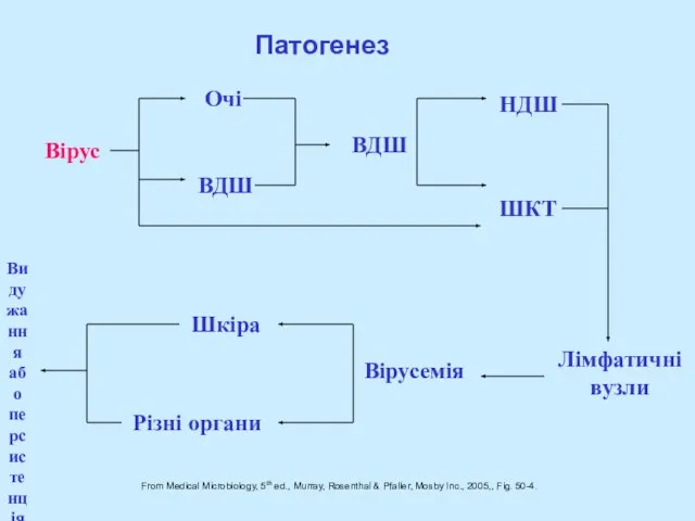 From Medical Microbiology, 5th ed., Murray, Rosenthal & Pfaller, Mosby Inc., 2005,,