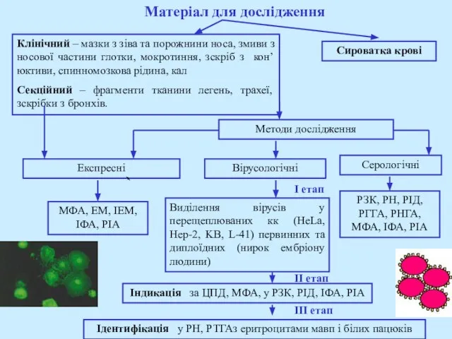 Матеріал для дослідження Клінічний – мазки з зіва та порожнини носа, змиви