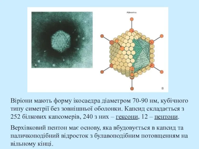 Віріони мають форму ікосаедра діаметром 70-90 нм, кубічного типу симетрії без зовнішньої