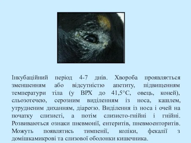 Інкубаційний період 4-7 днів. Хвороба проявляється зменшенням або відсутністю апетиту, підвищенням температури