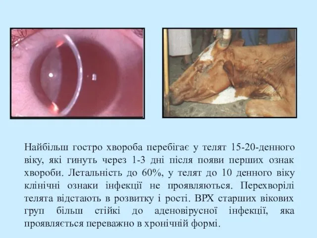 Найбільш гостро хвороба перебігає у телят 15-20-денного віку, які гинуть через 1-3