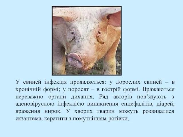 У свиней інфекція проявляється: у дорослих свиней – в хронічній формі; у