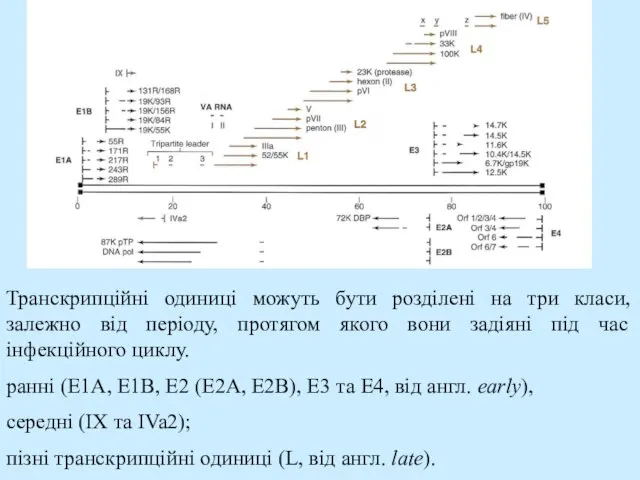 Транскрипційні одиниці можуть бути розділені на три класи, залежно від періоду, протягом