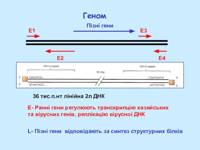 Геном 36 тис.п.нт лінійна 2л ДНК E- Ранні гени регулюють транскрипцію хазяйських