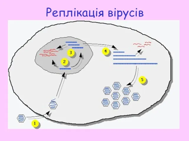 Реплікація вірусів