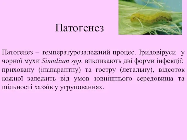 Патогенез Патогенез – температурозалежний процес. Іридовіруси у чорної мухи Simulium spp. викликають