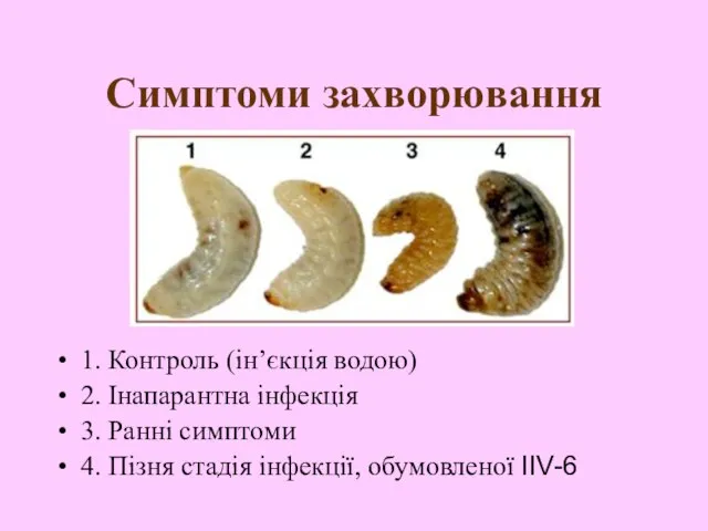 Симптоми захворювання 1. Контроль (ін’єкція водою) 2. Інапарантна інфекція 3. Ранні симптоми