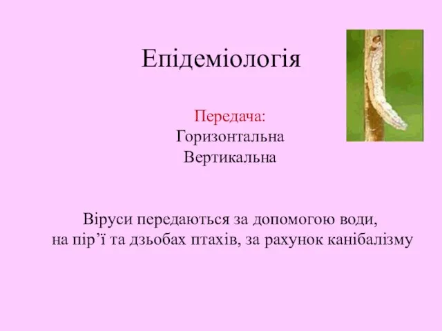 Епідеміологія Передача: Горизонтальна Вертикальна Віруси передаються за допомогою води, на пір’ї та