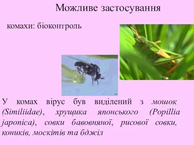 Можливе застосування комахи: біоконтроль У комах вірус був виділений з мошок (Similiidae),