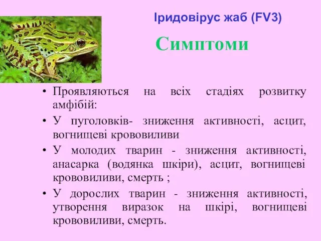 Cимптоми Проявляються на всіх стадіях розвитку амфібій: У пуголовків- зниження активності, асцит,