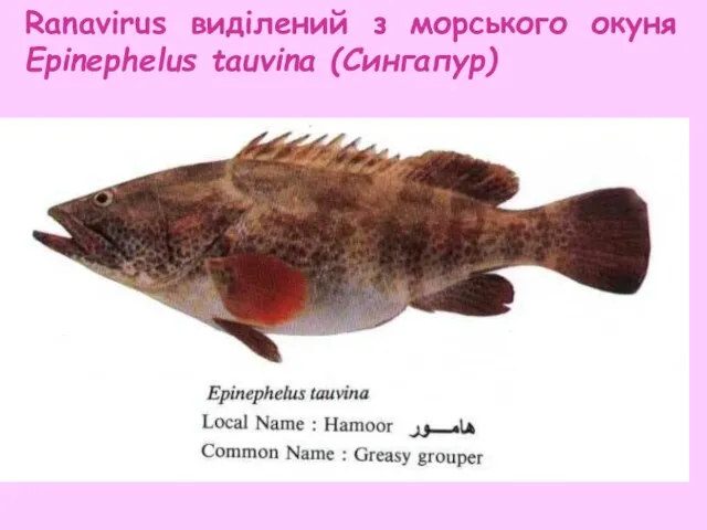 Ranavirus виділений з морського окуня Epinephelus tauvina (Сингапур)