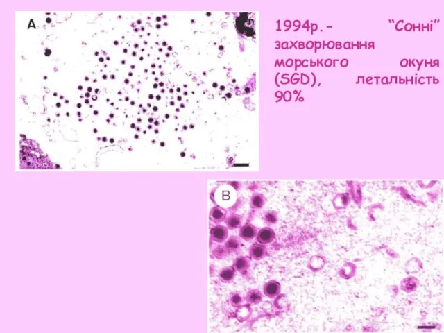 1994р.- “Сонні”захворювання морського окуня (SGD), летальність 90%