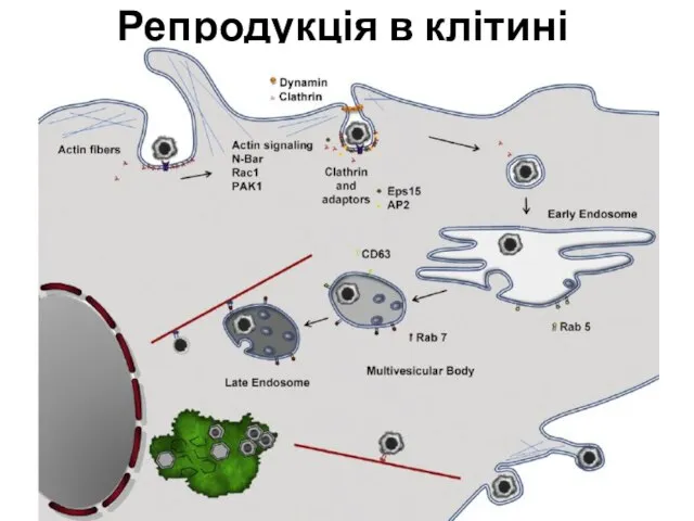 Репродукція в клітині