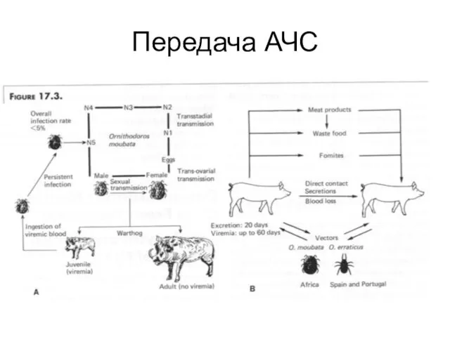 Передача АЧС