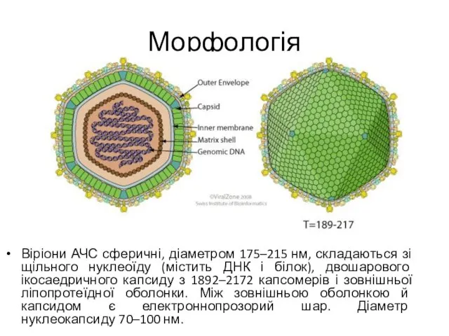 Морфологія Віріони АЧС сферичні, діаметром 175–215 нм, складаються зі щільного нуклеоїду (містить