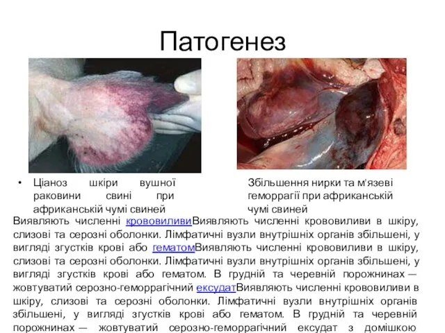 Патогенез Ціаноз шкіри вушної раковини свині при африканській чумі свиней Збільшення нирки