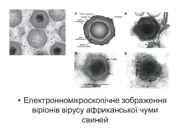 Електронномікроскопічне зображення віріонів вірусу африканської чуми свиней