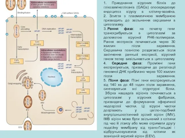 1. Приєднання вірусних білків до глікозаміногліканів (GAGs) опосередковує ендоцитоз вірусу в клітину-хазяїна.