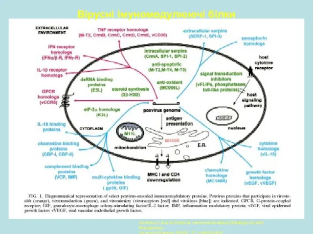 Вірусні імуномодулюючі білки j Johnston,J.B.et al.Poxvirus Immunomodulatory Strategis:Current Perspectives. Journal of Virology (2003), 77: p.6093-6100