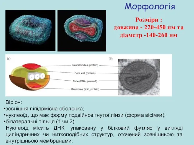Віріон: зовнішня ліпідвмісна оболонка; нуклеоїд, що має форму подвійновігнутої лінзи (форма вісімки);