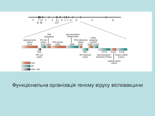 Функціональна організація геному вірусу вісповакцини