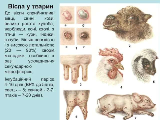 Віспа у тварин До віспи сприйнятливі вівці, свині, кози, велика рогата худоба,
