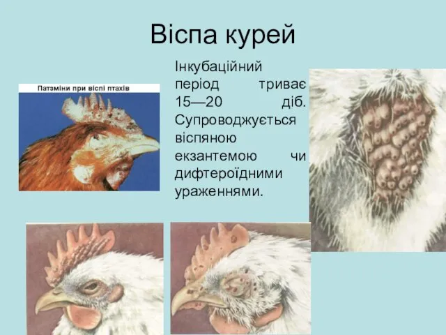 Віспа курей Інкубаційний період триває 15—20 діб. Супроводжується віспяною екзантемою чи дифтероїдними ураженнями.