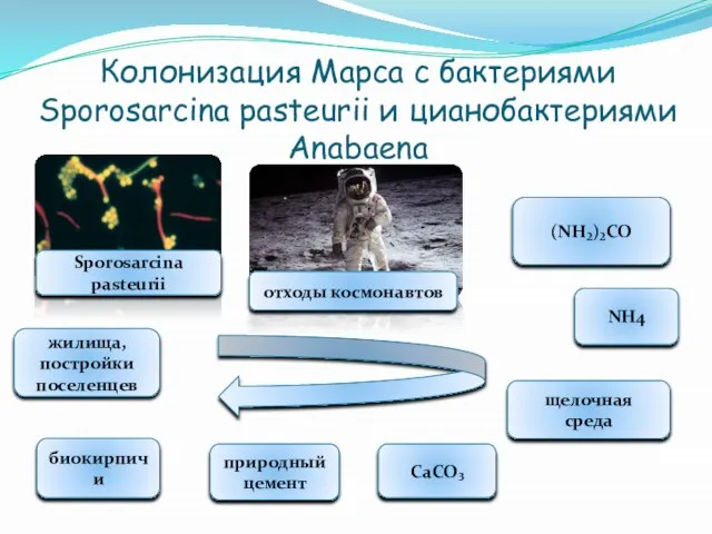 Колонизация Марса с бактериями Sporosarcina pasteurii и цианобактериями Anabaena (NH₂)₂CO NH4 щелочная