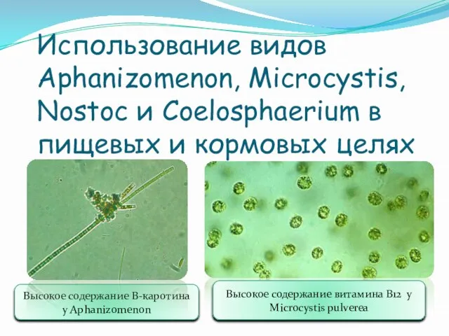 Использование видов Aphanizomenon, Microcystis, Nostoc и Coelosphaerium в пищевых и кормовых целях