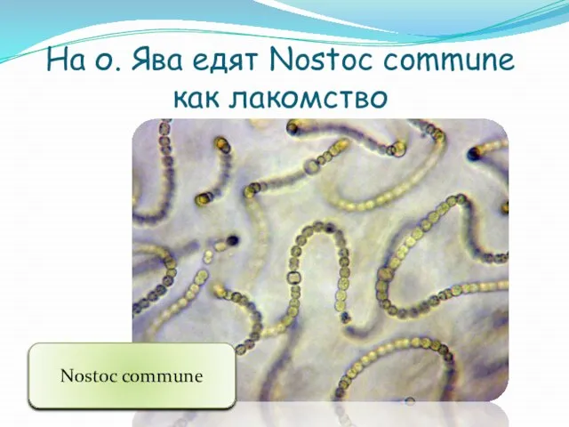 На о. Ява едят Nostoc commune как лакомство Nostoc commune