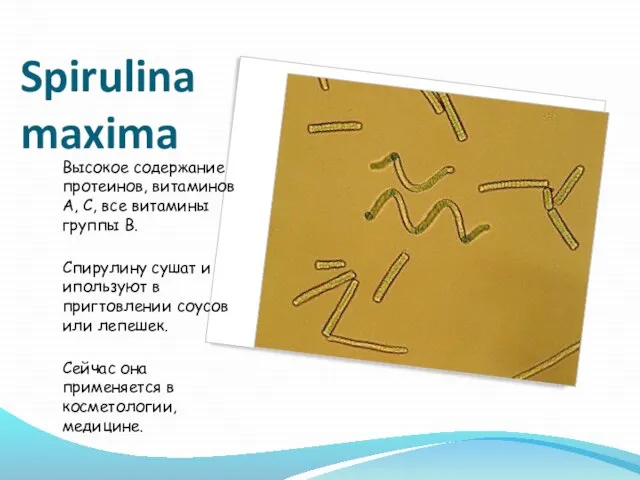 Spirulina maxima Высокое содержание протеинов, витаминов А, С, все витамины группы В.