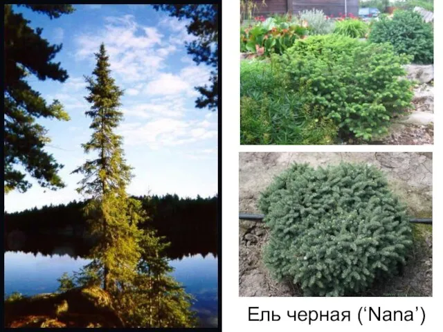 Ель черная (‘Nana’)