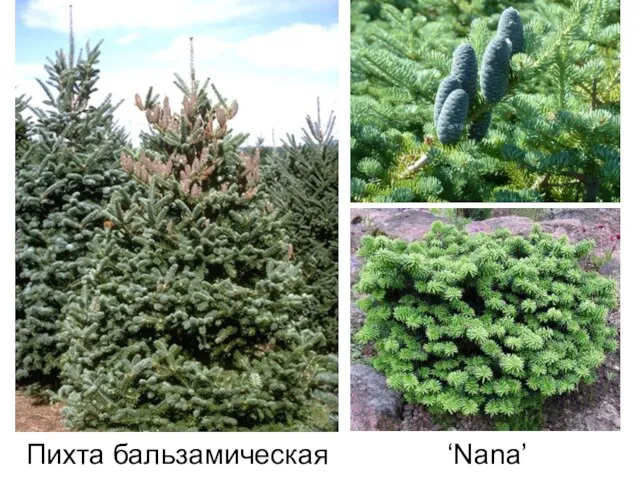 Пихта бальзамическая ‘Nana’