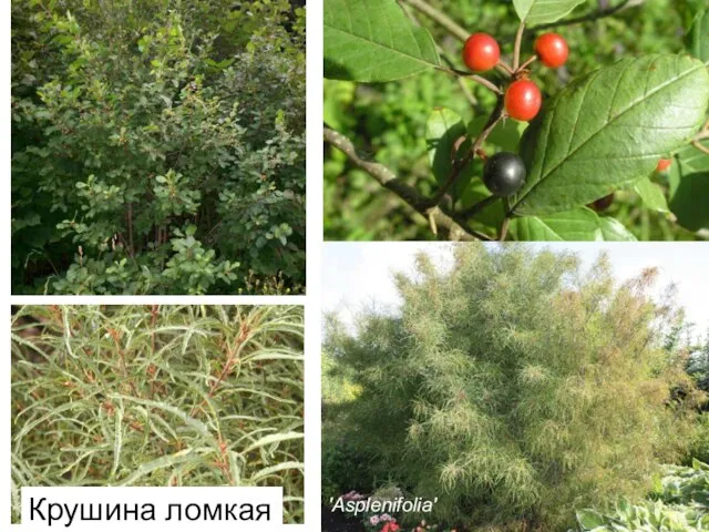 'Asplenifolia' Крушина ломкая