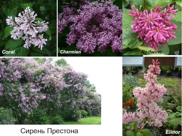 Сирень Престона Redwine Elinor Coral Charmian