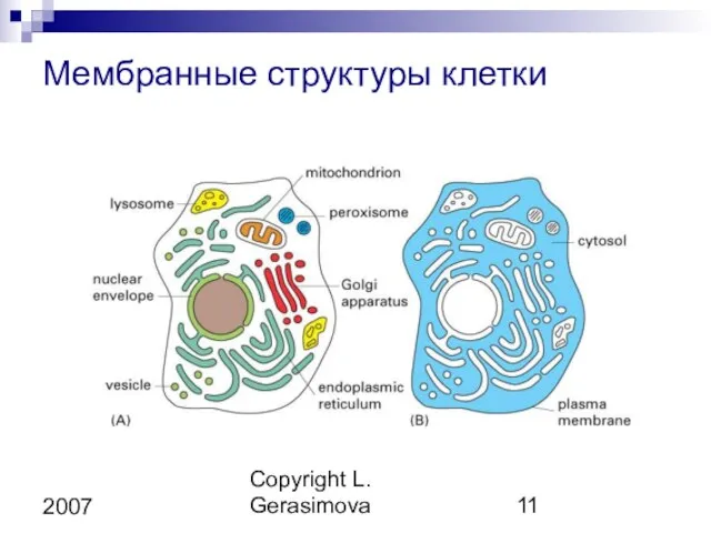 Copyright L. Gerasimova 2007 Мембранные структуры клетки
