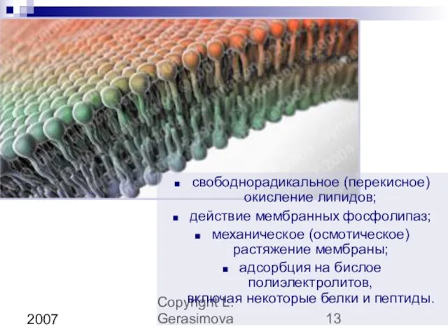 Copyright L. Gerasimova 2007 свободнорадикальное (перекисное) окисление липидов; действие мембранных фосфолипаз; механическое