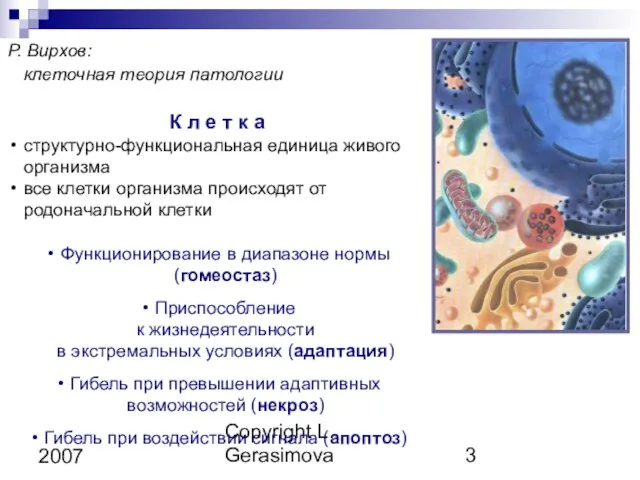 Copyright L. Gerasimova 2007 Р. Вирхов: клеточная теория патологии К л е
