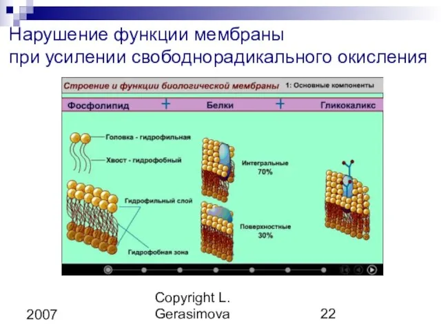 Copyright L. Gerasimova 2007 Нарушение функции мембраны при усилении свободнорадикального окисления