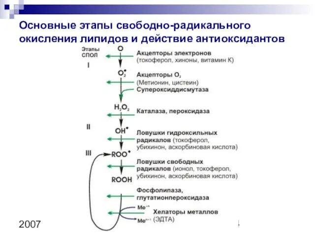 Copyright L. Gerasimova 2007 Основные этапы свободно-радикального окисления липидов и действие антиоксидантов