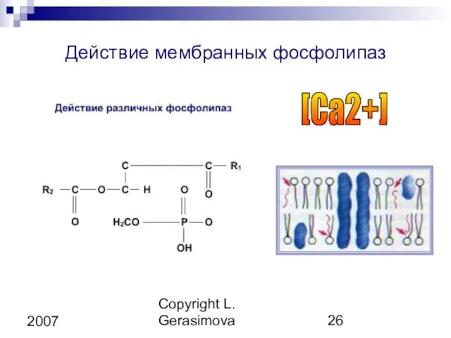Copyright L. Gerasimova 2007 Действие мембранных фосфолипаз [Ca2+]