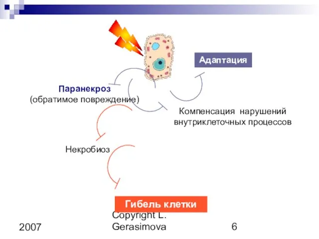 Copyright L. Gerasimova 2007 Паранекроз (обратимое повреждение) Компенсация нарушений внутриклеточных процессов Адаптация Некробиоз Гибель клетки