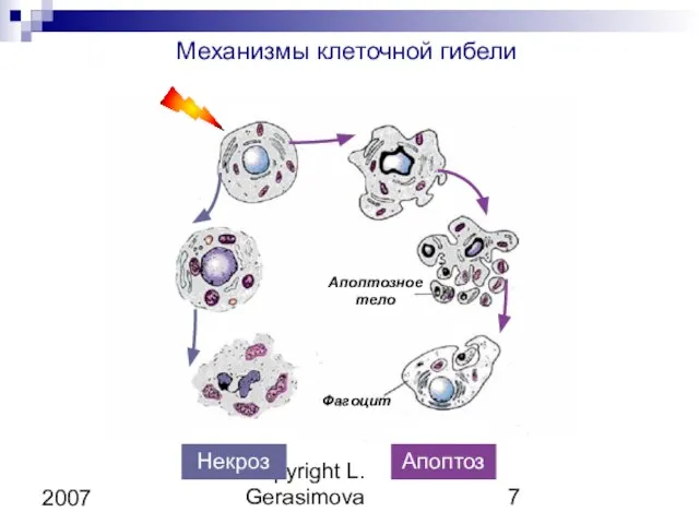 Copyright L. Gerasimova 2007 Механизмы клеточной гибели Некроз Апоптоз Апоптозное тело Фагоцит