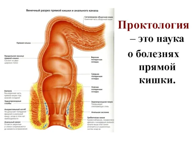 Проктология – это наука о болезнях прямой кишки.