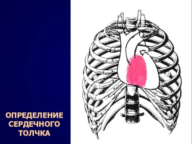 ОПРЕДЕЛЕНИЕ СЕРДЕЧНОГО ТОЛЧКА