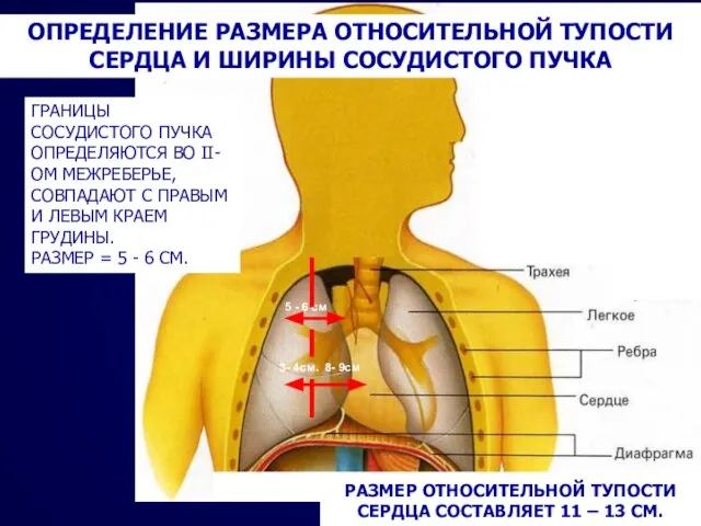 3- 4см. 8- 9см 5 - 6 см ГРАНИЦЫ СОСУДИСТОГО ПУЧКА ОПРЕДЕЛЯЮТСЯ