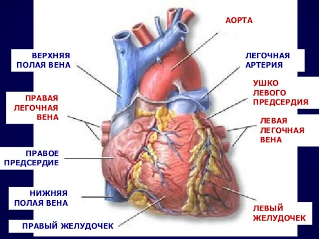 НИЖНЯЯ ПОЛАЯ ВЕНА ВЕРХНЯЯ ПОЛАЯ ВЕНА ПРАВОЕ ПРЕДСЕРДИЕ ПРАВЫЙ ЖЕЛУДОЧЕК ЛЕГОЧНАЯ АРТЕРИЯ