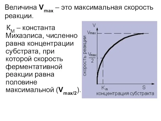 КМ – константа Михаэлиса, численно равна концентрации субстрата, при которой скорость ферментативной