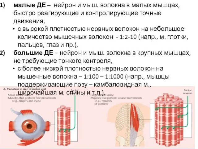 малые ДЕ – нейрон и мыш. волокна в малых мышцах, быстро реагирующие